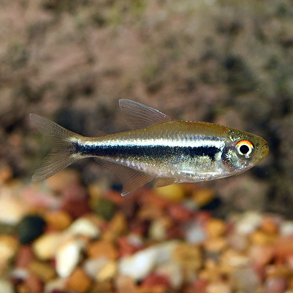 Black Neon Tetra Black Neon Tetra
