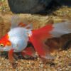 Ryukin Goldfish, Assorted