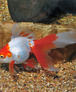 Ryukin Goldfish, Assorted