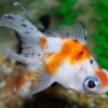 Tricolor Butterfly Panda Goldfish