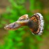 Dumbo Ear Dragon Guppy, Male Dumbo Ear Dragon Guppy, Male