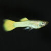 German Yellow Guppy German Yellow Guppy