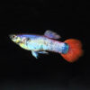 Pink Custard Guppy, Male Pink Custard Guppy, Male