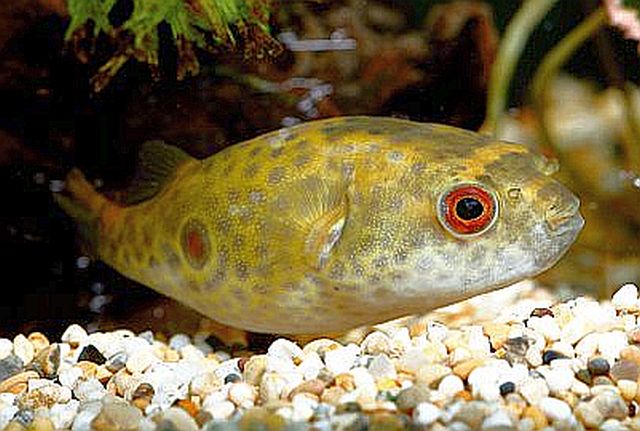 What You Need To Know About Mekong Puffer Fish For Sale! Mekong Puffer Fish For Sale