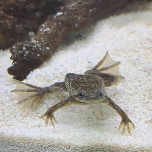 African Dwarf Frog For Sale