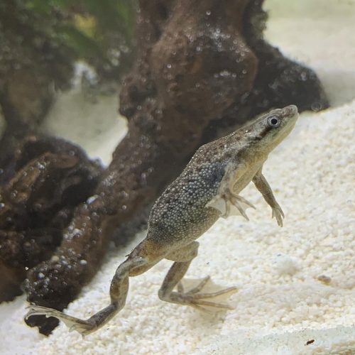 African Dwarf Frog For Sale