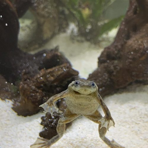 African Dwarf Frog For Sale