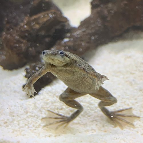 African Dwarf Frog For Sale
