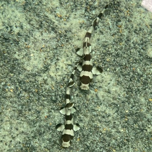 Brownbanded Bamboo Shark for Sale - Chiloscyllium Punctatum Brownbanded Bamboo Shark for Sale - Chiloscyllium Punctatum