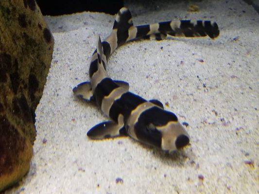 Brownbanded Bamboo Shark for Sale - Chiloscyllium Punctatum Brownbanded Bamboo Shark for Sale - Chiloscyllium Punctatum