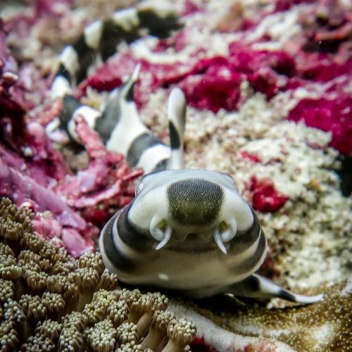 Banded Cat Shark for sale Brown Banded Bamboo Shark for Sale - Chiloscyllium Punctatum