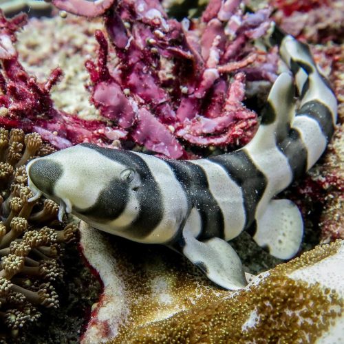 Banded Cat Shark for sale Banded Cat Shark for sale