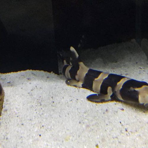 Brownbanded Bamboo Shark for Sale - Chiloscyllium Punctatum Brownbanded Bamboo Shark for Sale - Chiloscyllium Punctatum