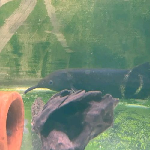 Elephant Nose fish for Sale