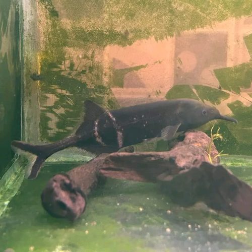 Elephant Nose fish for Sale