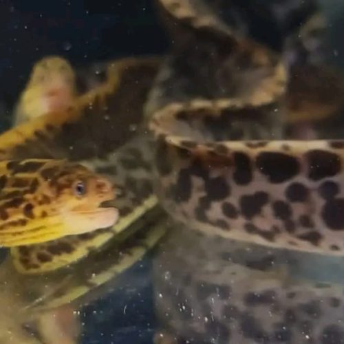 Freshwater Tiger Moray Eel for Sale 14'