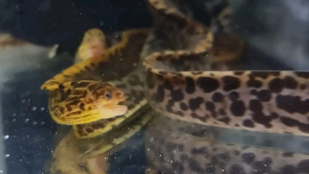 Freshwater Tiger Moray Eel for Sale 12 Freshwater Tiger Moray Eel for Sale 14'