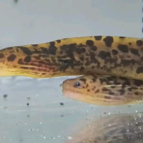 Freshwater Tiger Moray Eel for Sale 14'