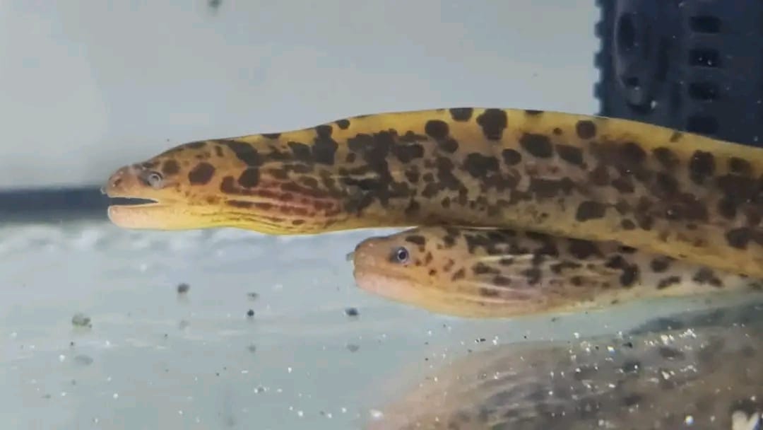 Freshwater Tiger Moray Eel for Sale 12 Freshwater Tiger Moray Eel for Sale 14'