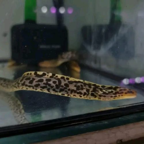 Freshwater Tiger Moray Eel for Sale 12 Freshwater Tiger Moray Eel for Sale 14'