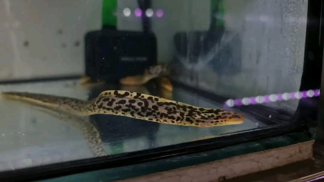 Freshwater Tiger Moray Eel for Sale 12 Freshwater Tiger Moray Eel for Sale 14'