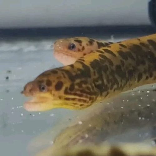 Freshwater Tiger Moray Eel for Sale 12 Freshwater Tiger Moray Eel for Sale 14'