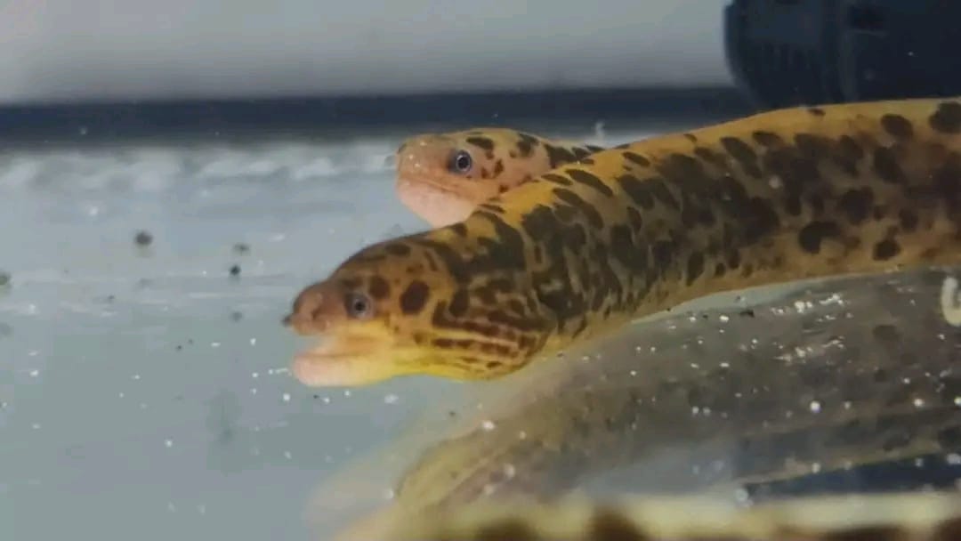 Freshwater Tiger Moray Eel for Sale 12 Freshwater Tiger Moray Eel for Sale 14'