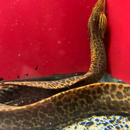 Freshwater Tiger Moray Eel for Sale 15'