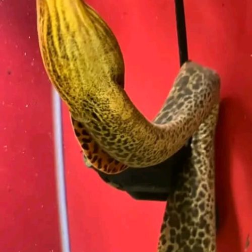 Freshwater Tiger Moray Eel for Sale 15'