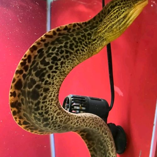 Freshwater Tiger Moray Eel for Sale 15'
