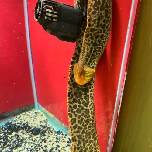 Freshwater Tiger Moray Eel for Sale 15'