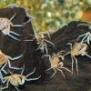 Thai Micro Crab for sale Thai Micro Crab for sale