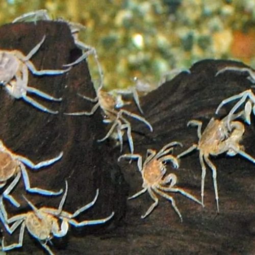 Thai Micro Crab for sale