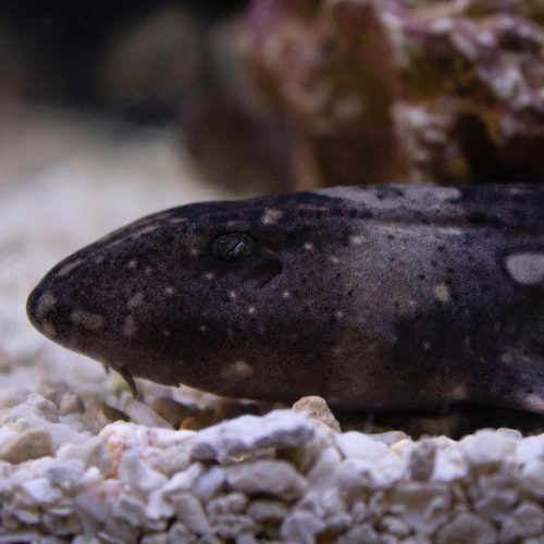 White Spot Bamboo Shark For Sale White Spot Bamboo Shark For Sale