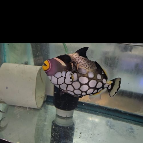 clown triggerfish for sale