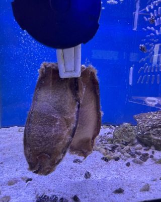 Brownbanded Bamboo Shark Egg For Sale
