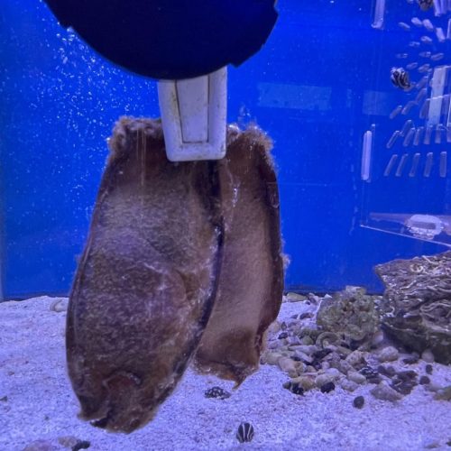 Brownbanded Bamboo Shark Egg For Sale