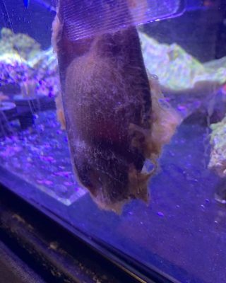 Brownbanded Bamboo Shark Egg For Sale