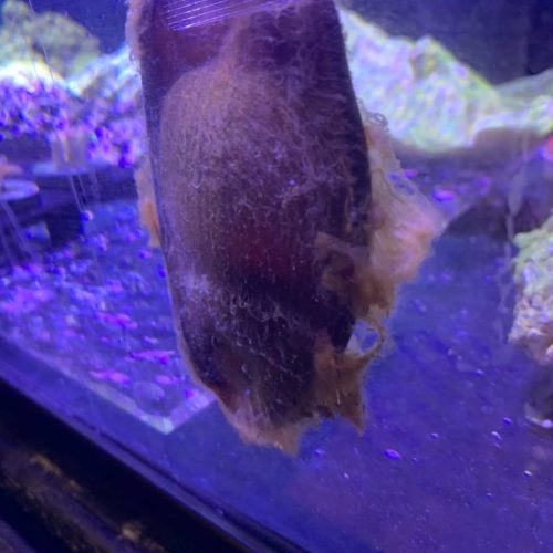Brownbanded Bamboo Shark Egg For Sale