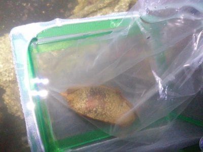 Guide to Hatching Bamboo Shark Eggs