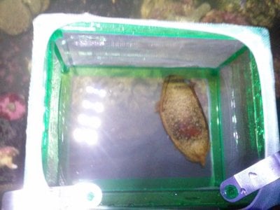 Guide to Hatching Bamboo Shark Eggs