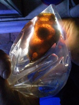 Guide to Hatching Bamboo Shark Eggs