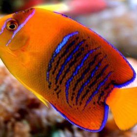 Angelfish for Sale