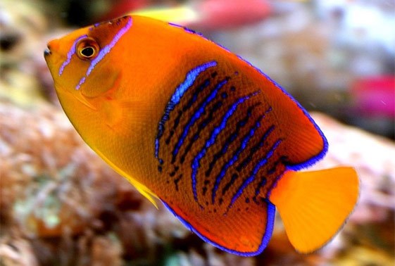 Saltwater Angelfish for Sale - Exotic Aquatic Pet Store