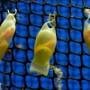 Buy Shark Eggs Online - Coral Catshark Eggs For Sale